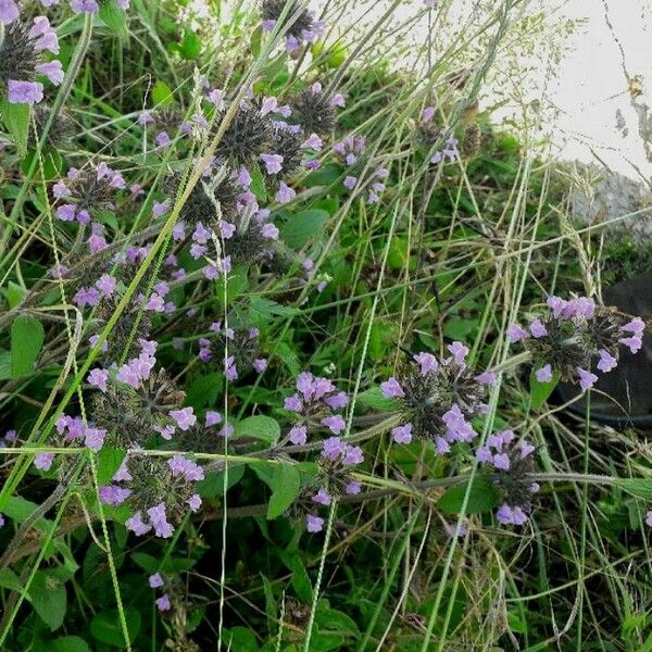 Clinopodium vulgare Fiore