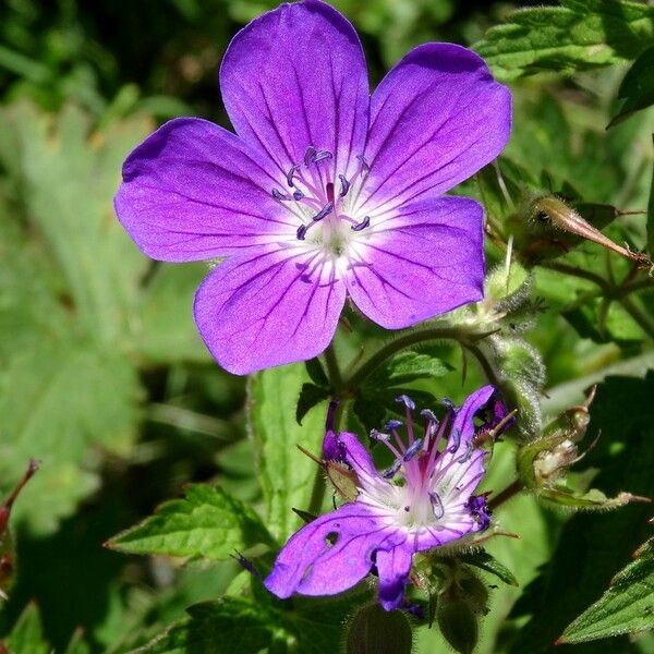 Geranium sylvaticum Flor