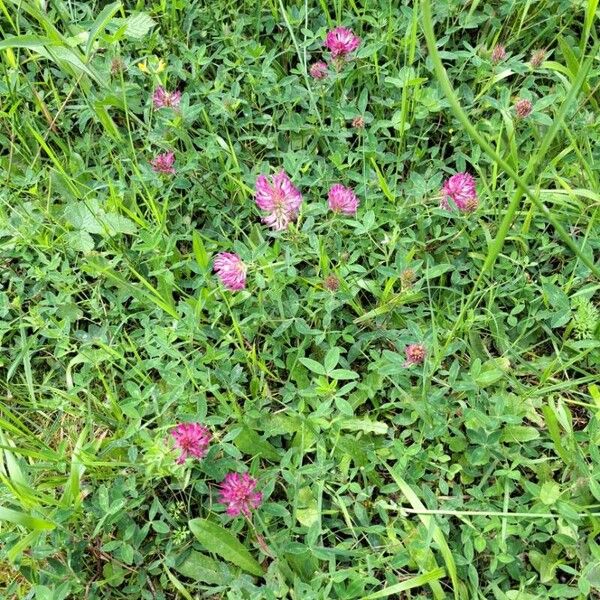 Trifolium medium Plante entière