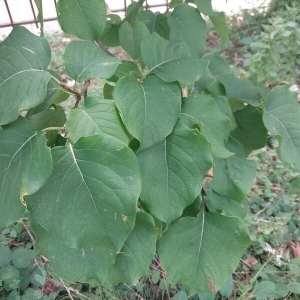 Syringa reticulata Feuille