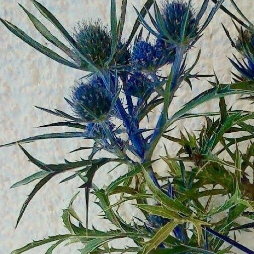 Eryngium bourgatii Blüte