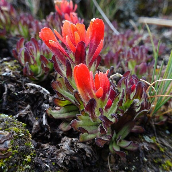 Castilleja parviflora Floare