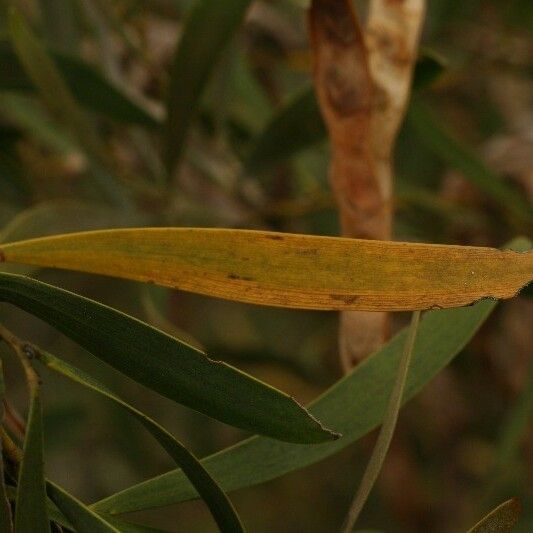 Acacia heterophylla برگ