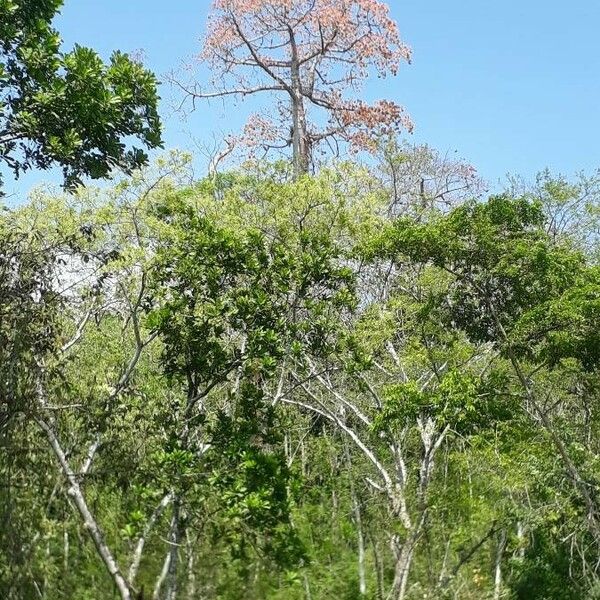 Cavanillesia platanifolia Blodyn