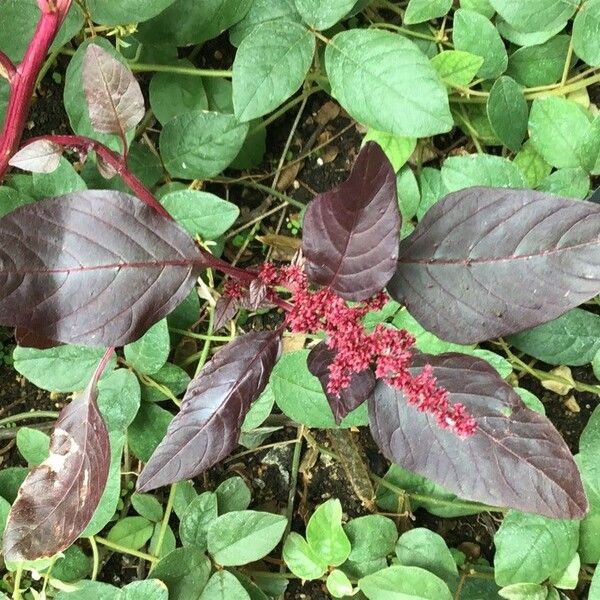 Amaranthus cruentus Blatt