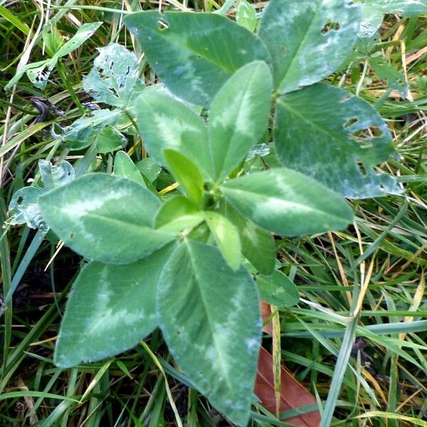 Trifolium pratense Лист