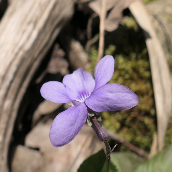 Viola reichenbachiana Flower