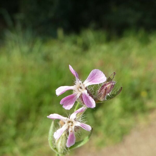 Silene gallica Flors