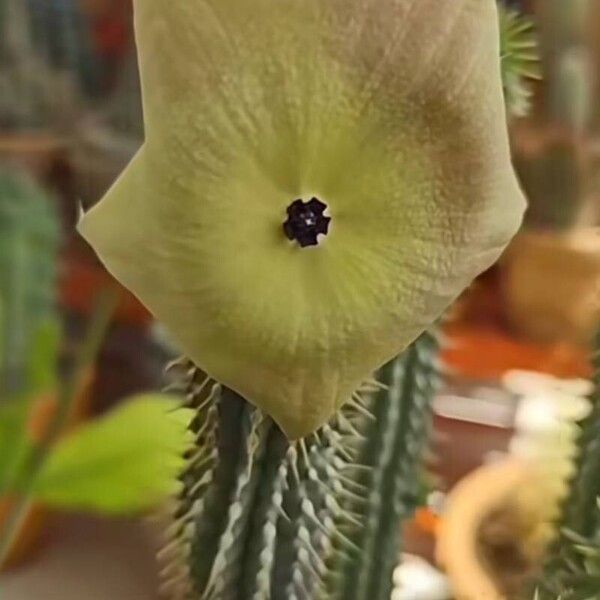 Hoodia gordonii Flower