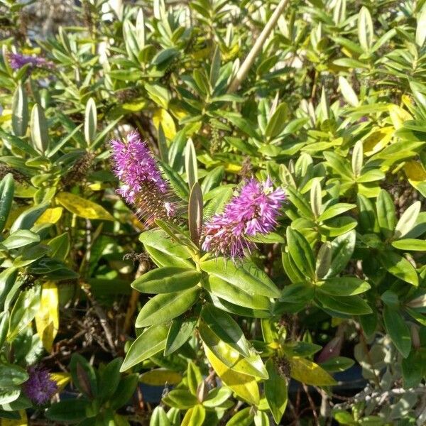 Veronica salicifolia Floare