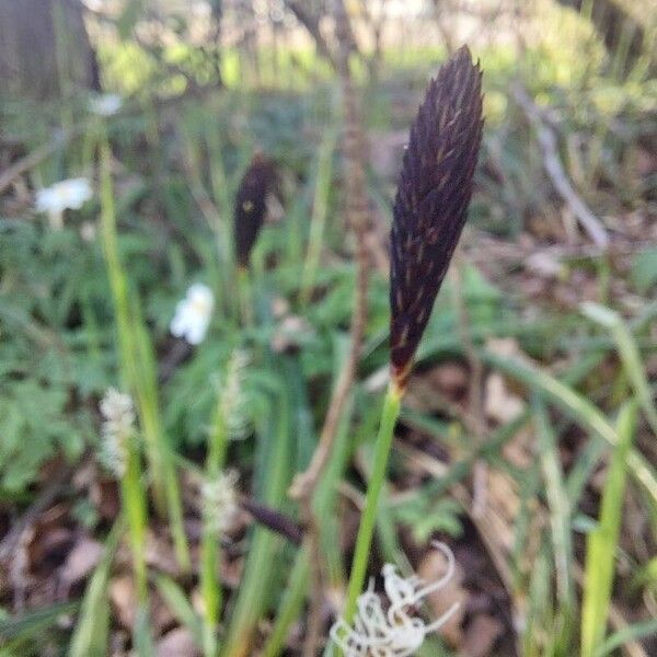 Carex pilosa Květ