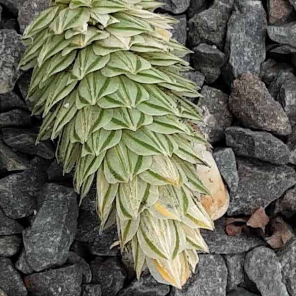 Phalaris canariensis Flower