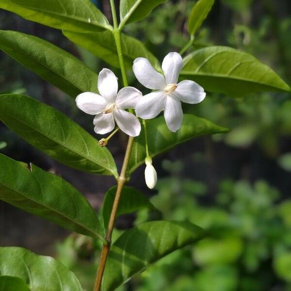 Wrightia religiosa Цвят