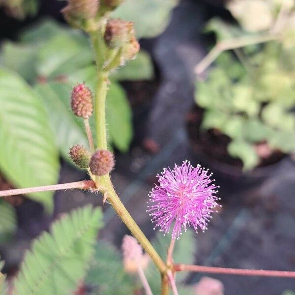 Mimosa pudica Цвят