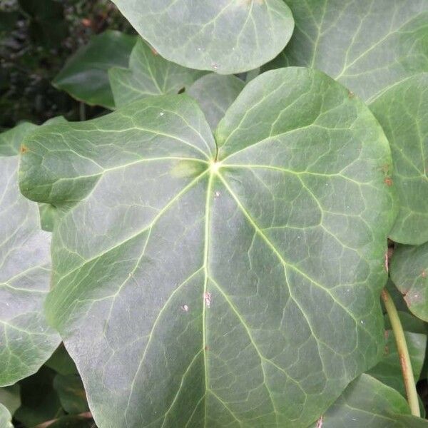 Hedera azorica Leaf