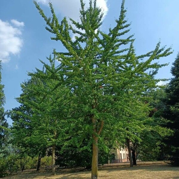 Ginkgo biloba Habit