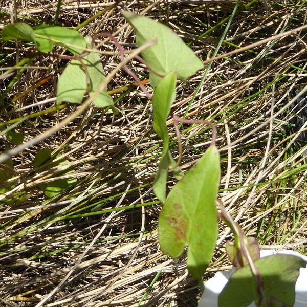 Convolvulus sepium Leaf