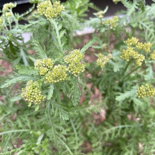 Achillea ligustica Flower