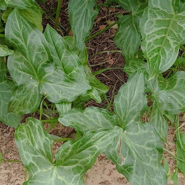 Arum italicum 葉