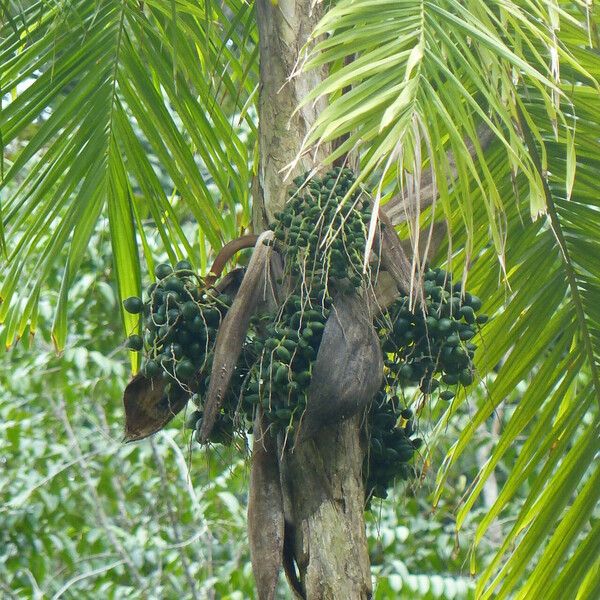 Bactris gasipaes Фрукт