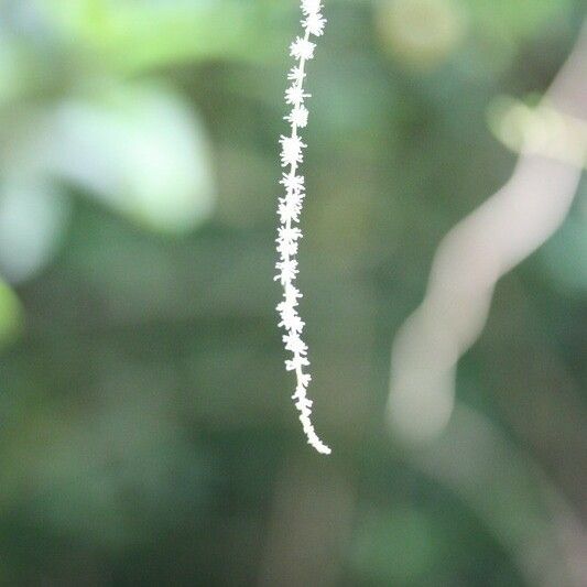 Boehmeria japonica Flower