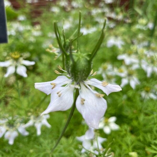 Nigella sativa Blomst