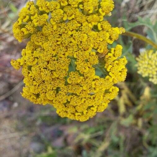 Achillea filipendulina Cvet