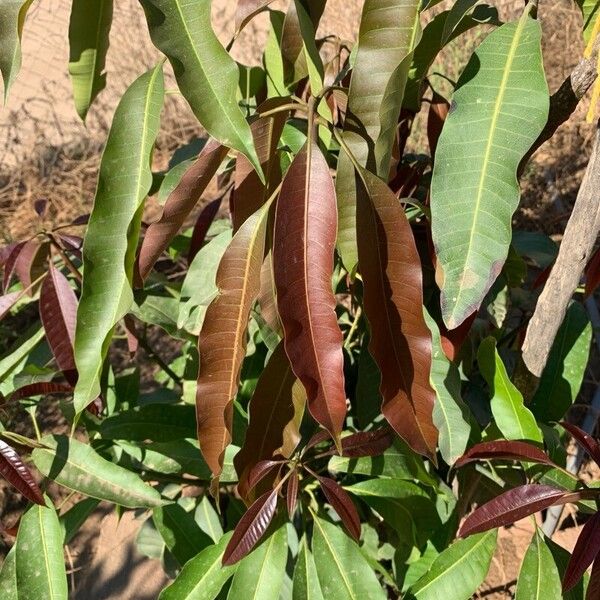 Mangifera indica 葉