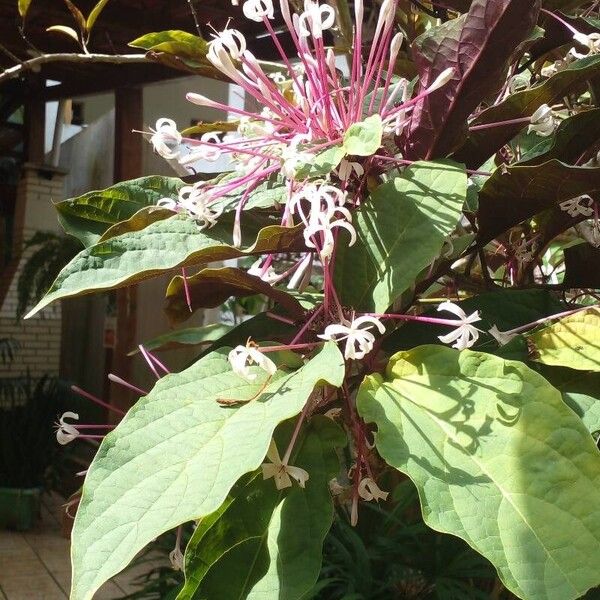 Clerodendrum quadriloculare Цветок