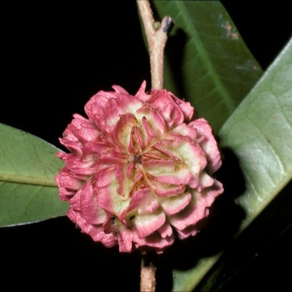 Neoptychocarpus apodanthus Flower