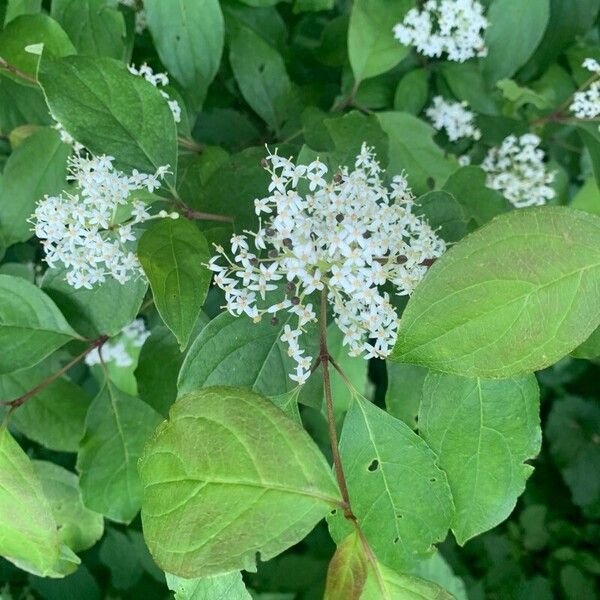 Cornus racemosa Flower