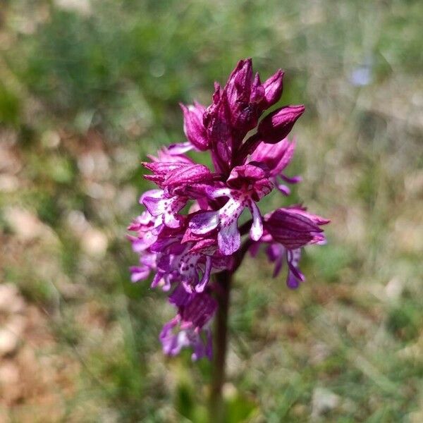 Orchis × hybrida Lorea