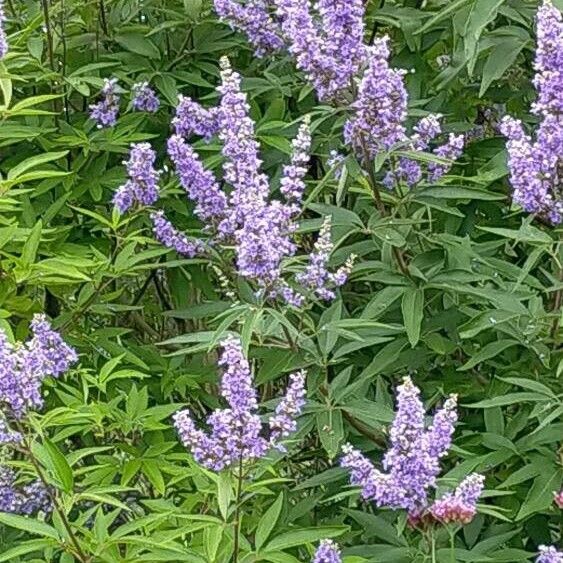 Vitex agnus-castus Λουλούδι