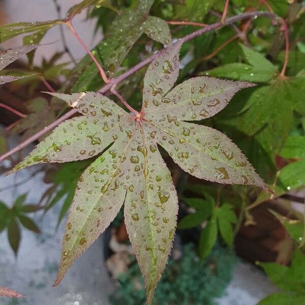 Acer palmatum पत्ता