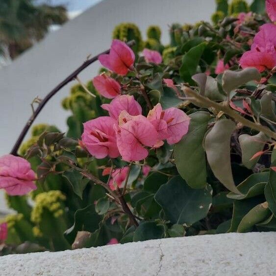 Bougainvillea × buttiana Fiore