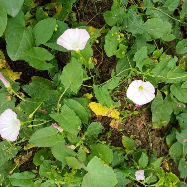 Convolvulus arvensis موطن