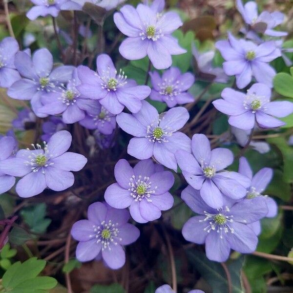 Hepatica nobilis 花