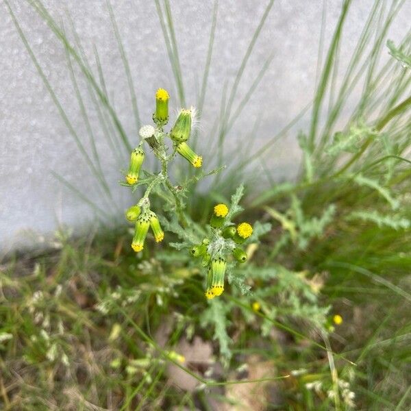 Senecio vulgaris Blodyn