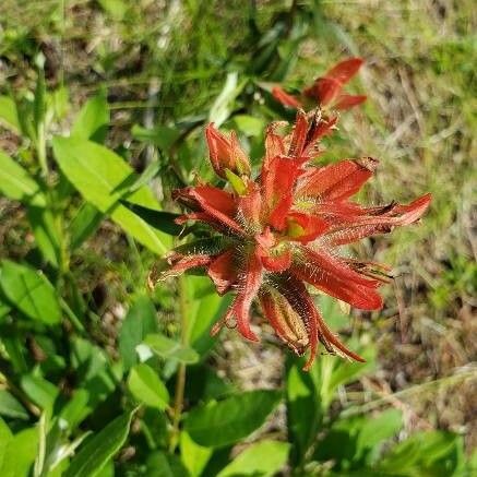 Castilleja parviflora फूल