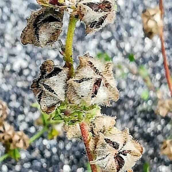 Malva sylvestris Fruit