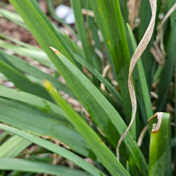 Iris unguicularis ഇല