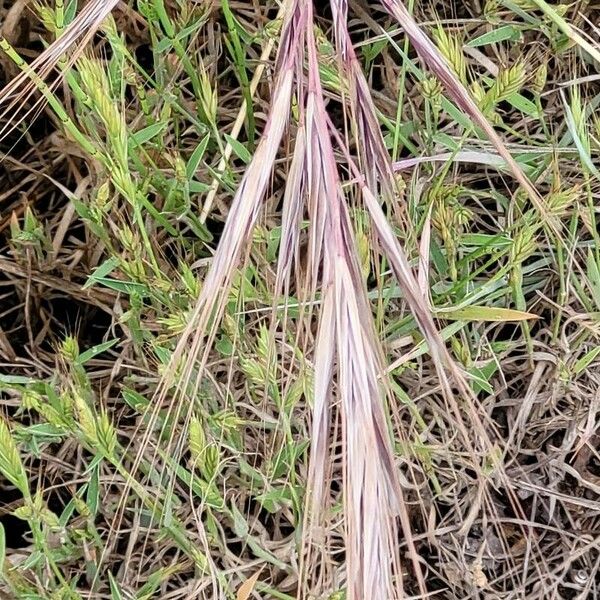 Bromus diandrus Blomst