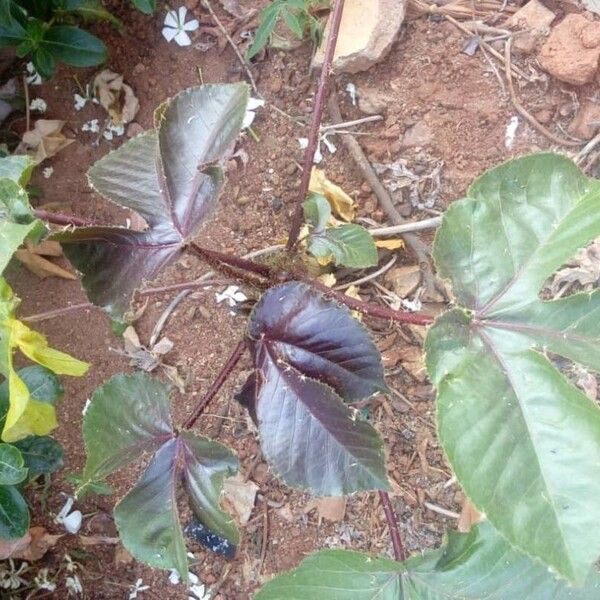 Jatropha gossypiifolia Deilen