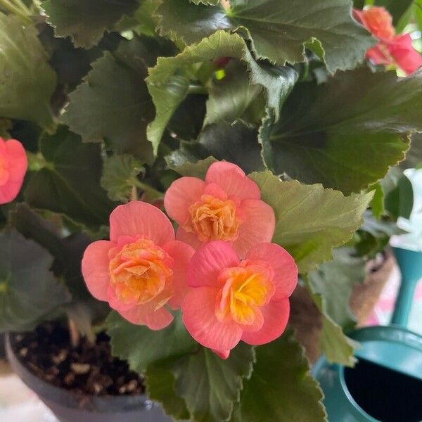 Begonia grandis Flower