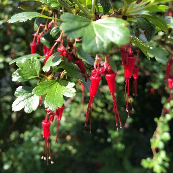 Ribes speciosum Leaf