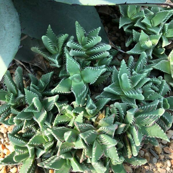 Faucaria tigrina Habitus