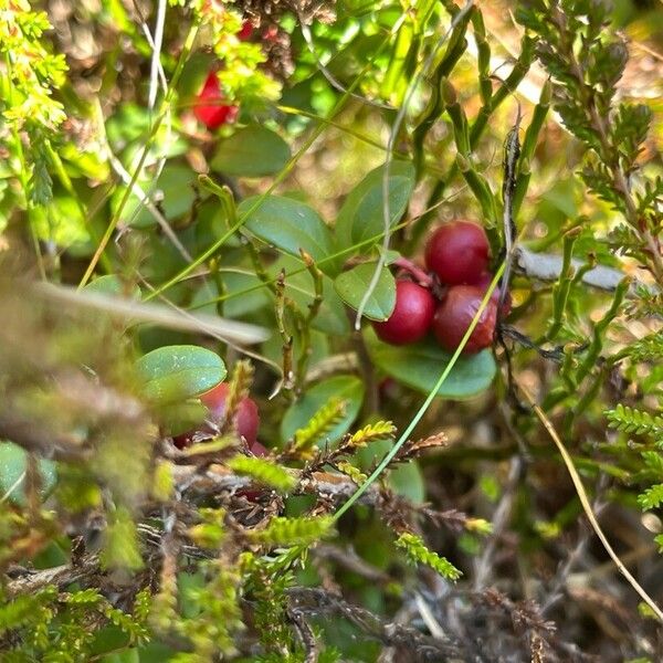 Vaccinium vitis-idaea Frucht