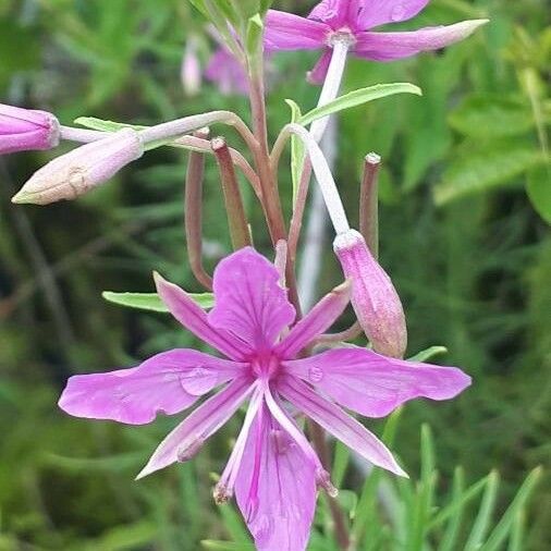 Epilobium dodonaei പുഷ്പം