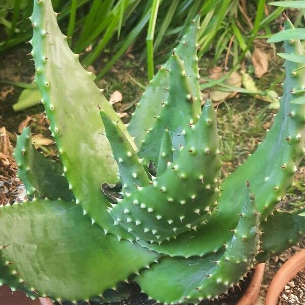 Aloe aculeata Leaf