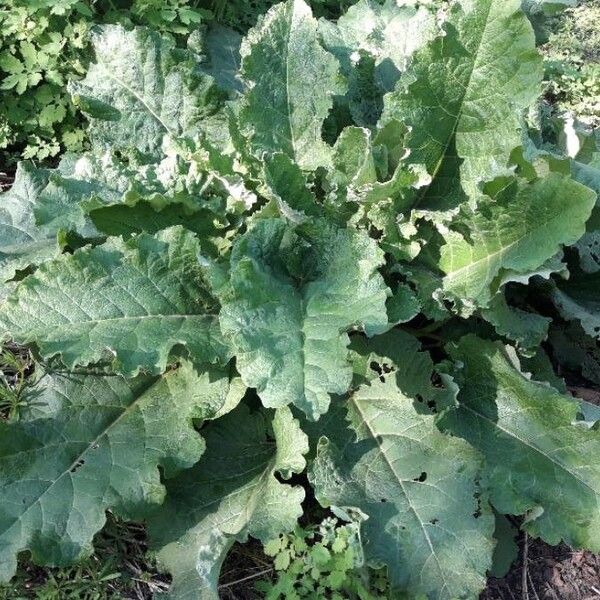 Arctium minus ഇല